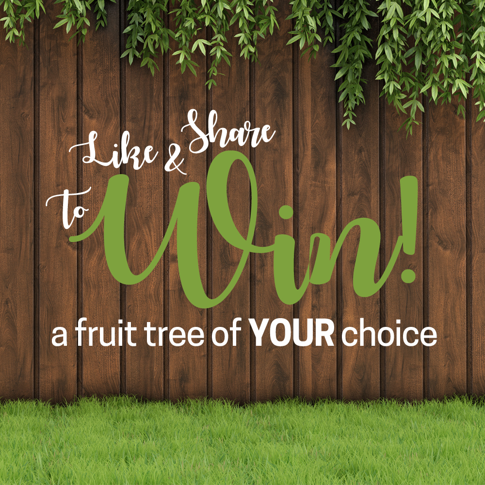 Fruit Tree Competition