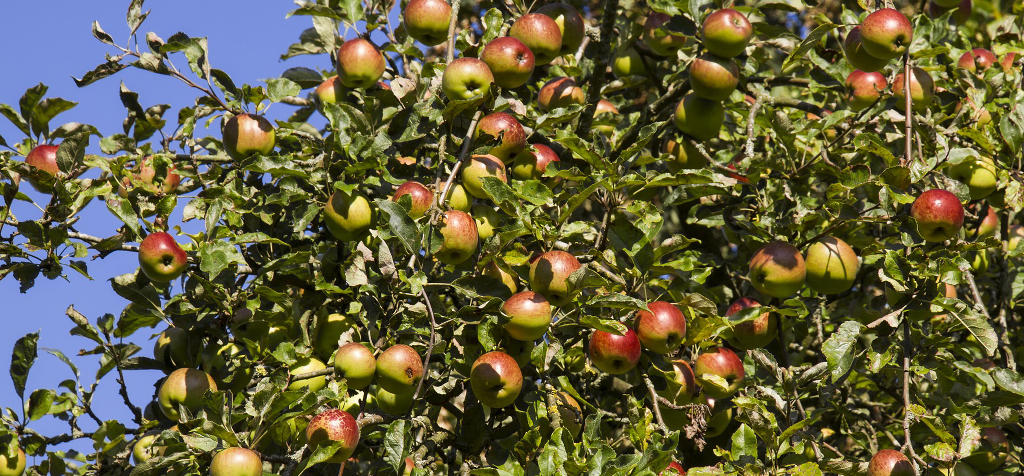 Apples at the garden centre