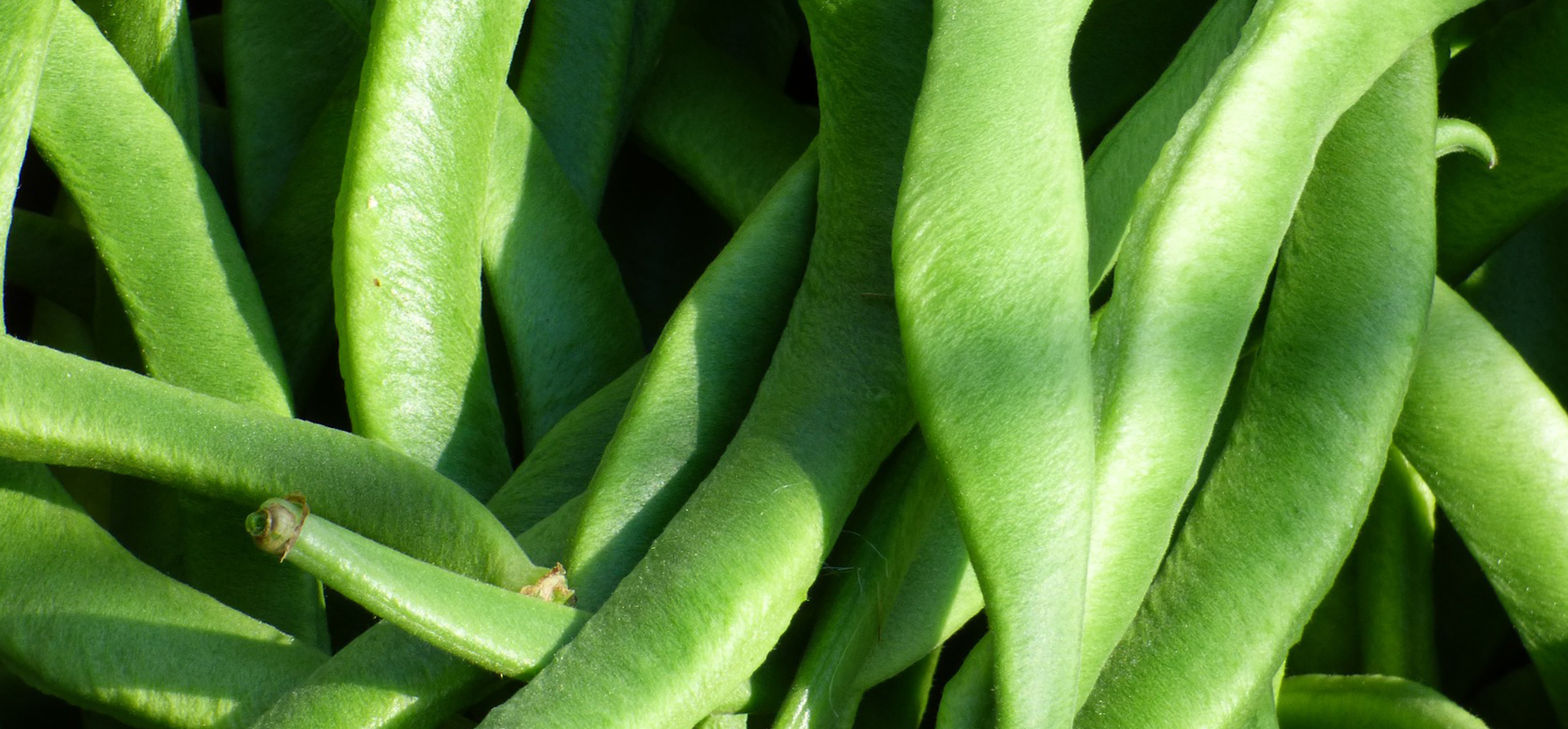 Beans at the garden centre