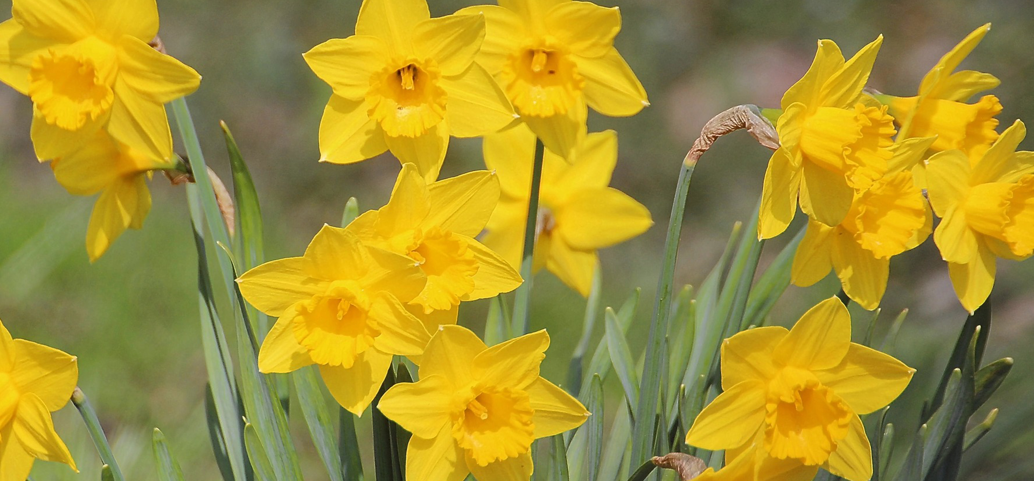 Daffodils at the garden centre