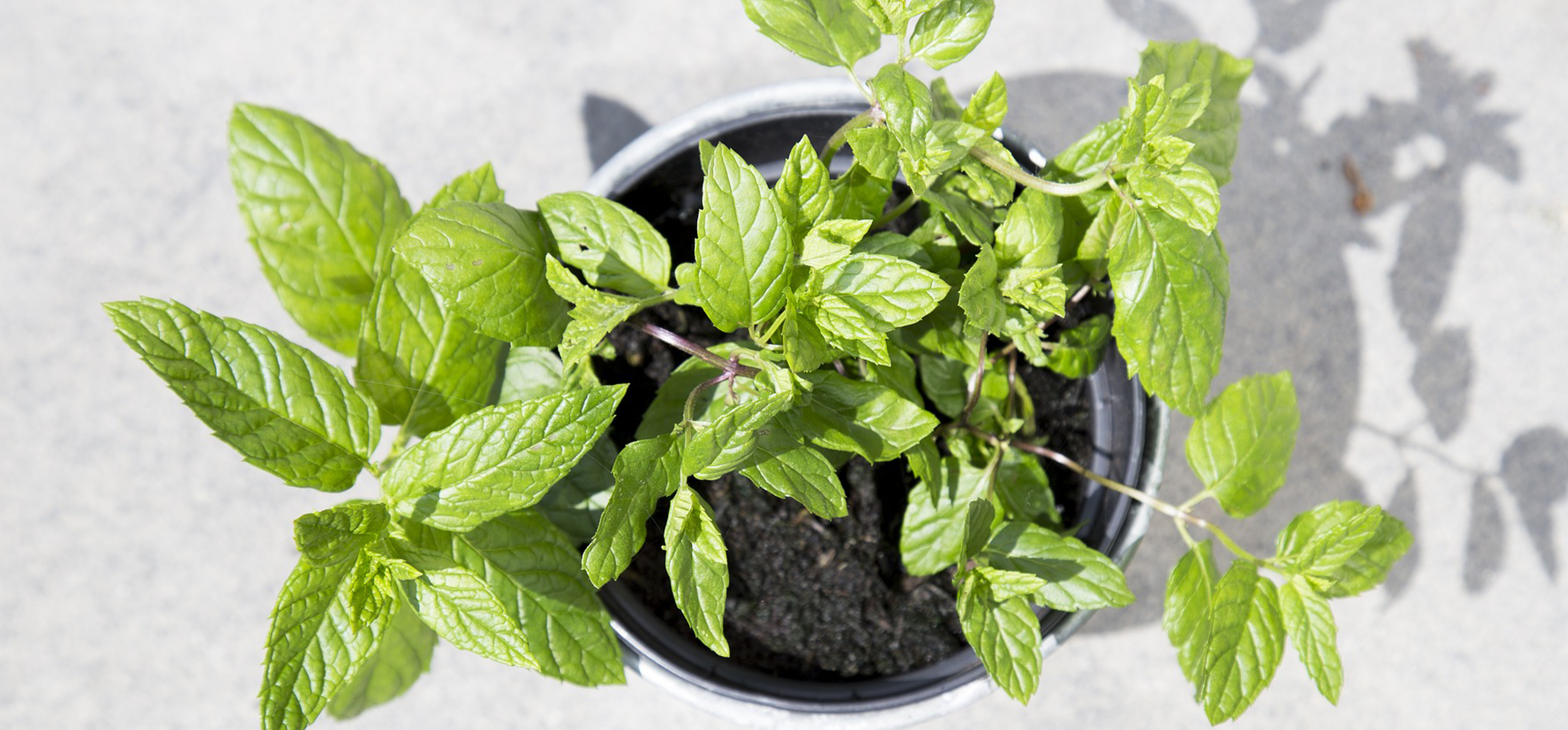 Mint at the garden centre