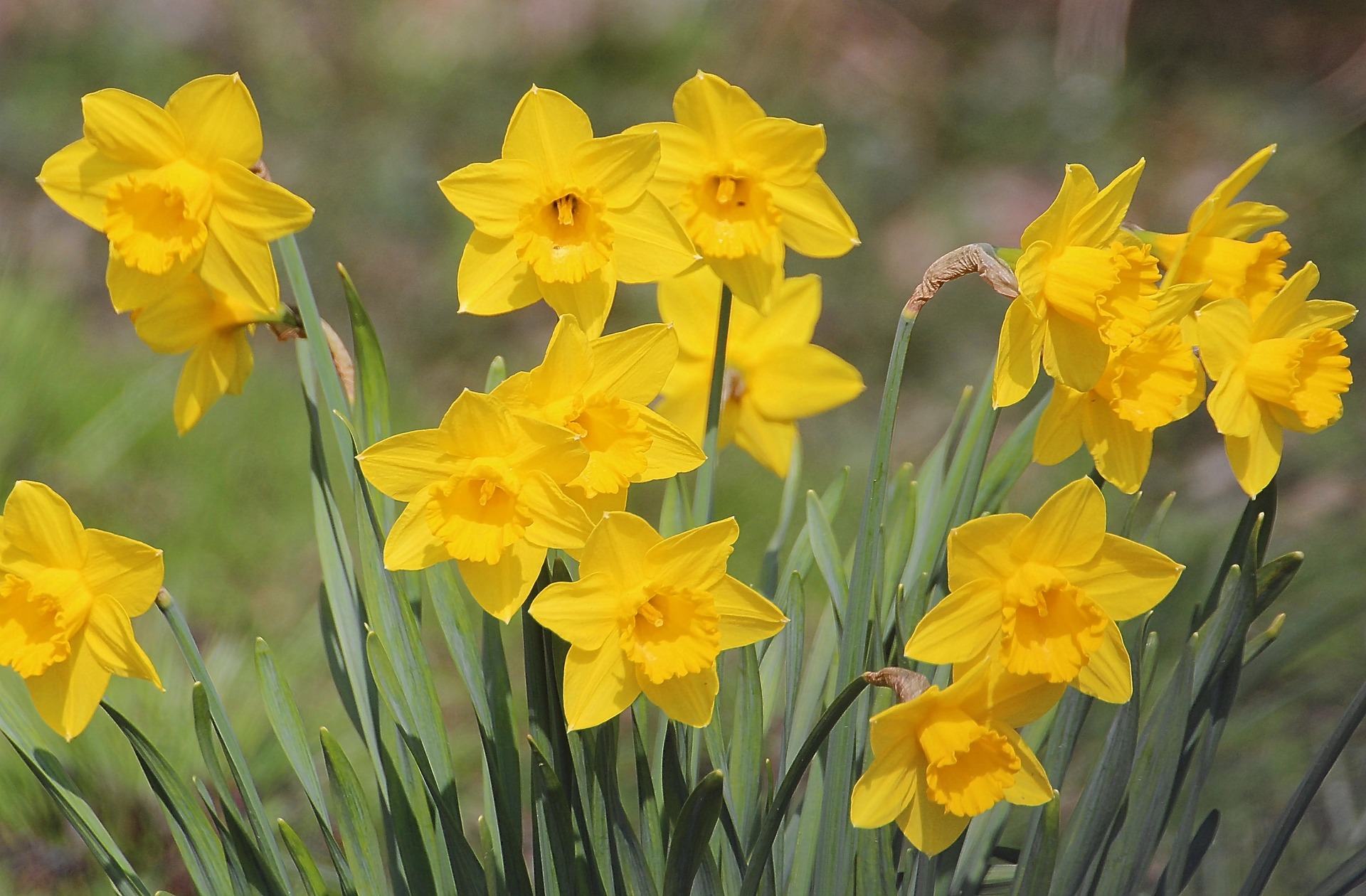 Daffodils at the garden centre