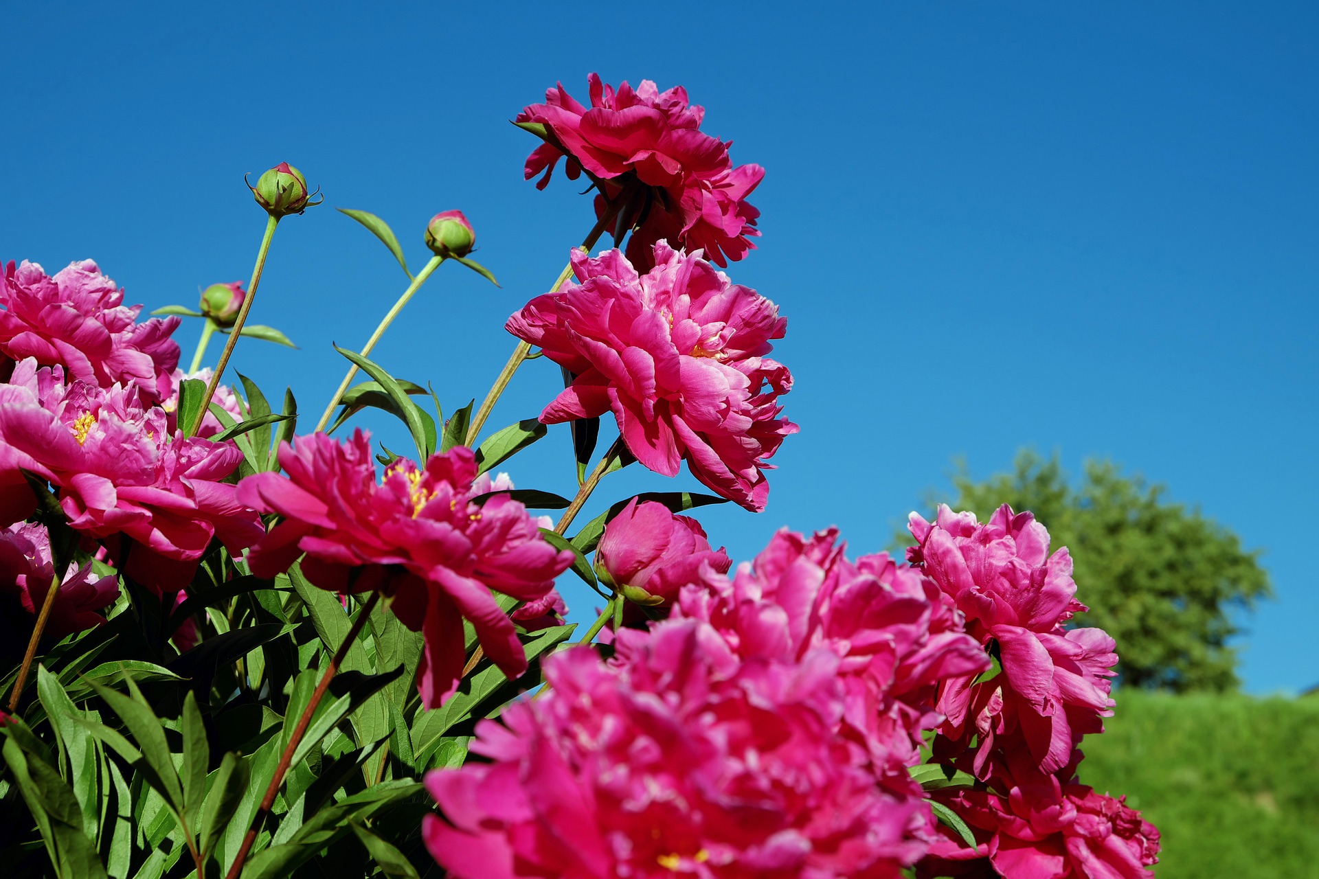 Peonies at the garden centre