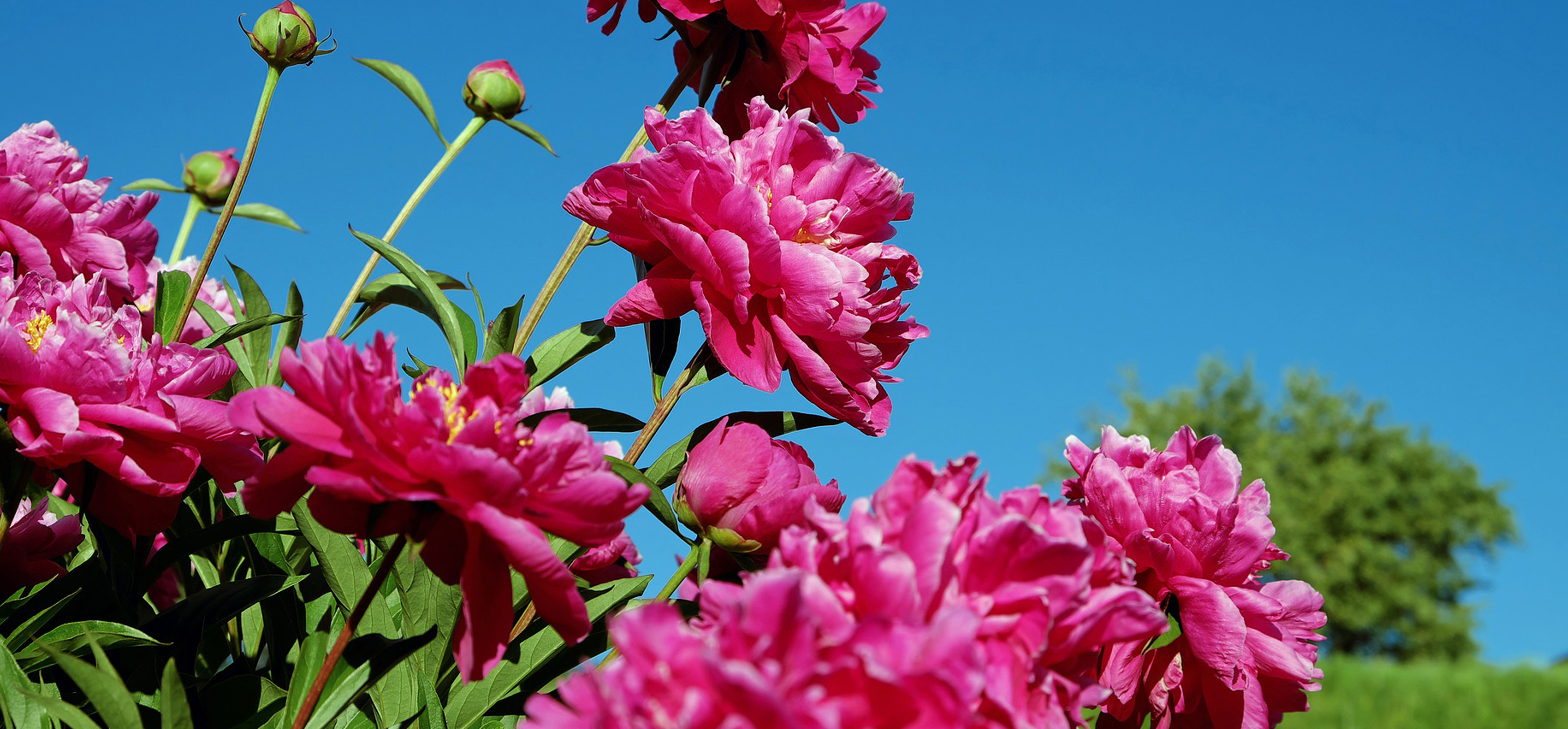 Pink flowers at the garden centre