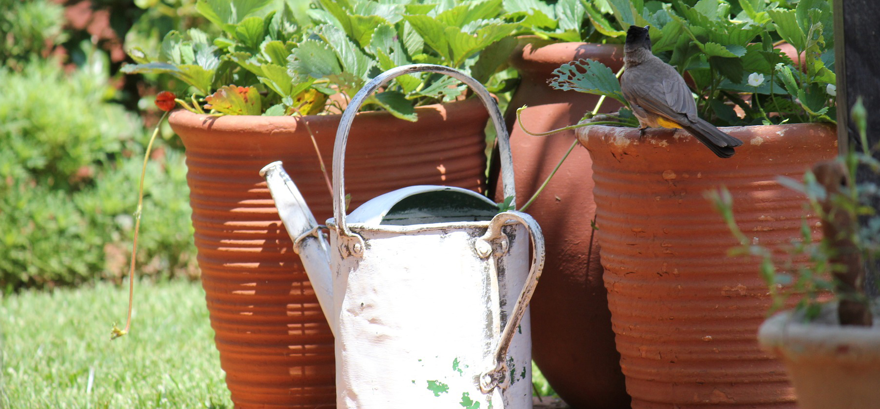 Plant pots as the garden centre