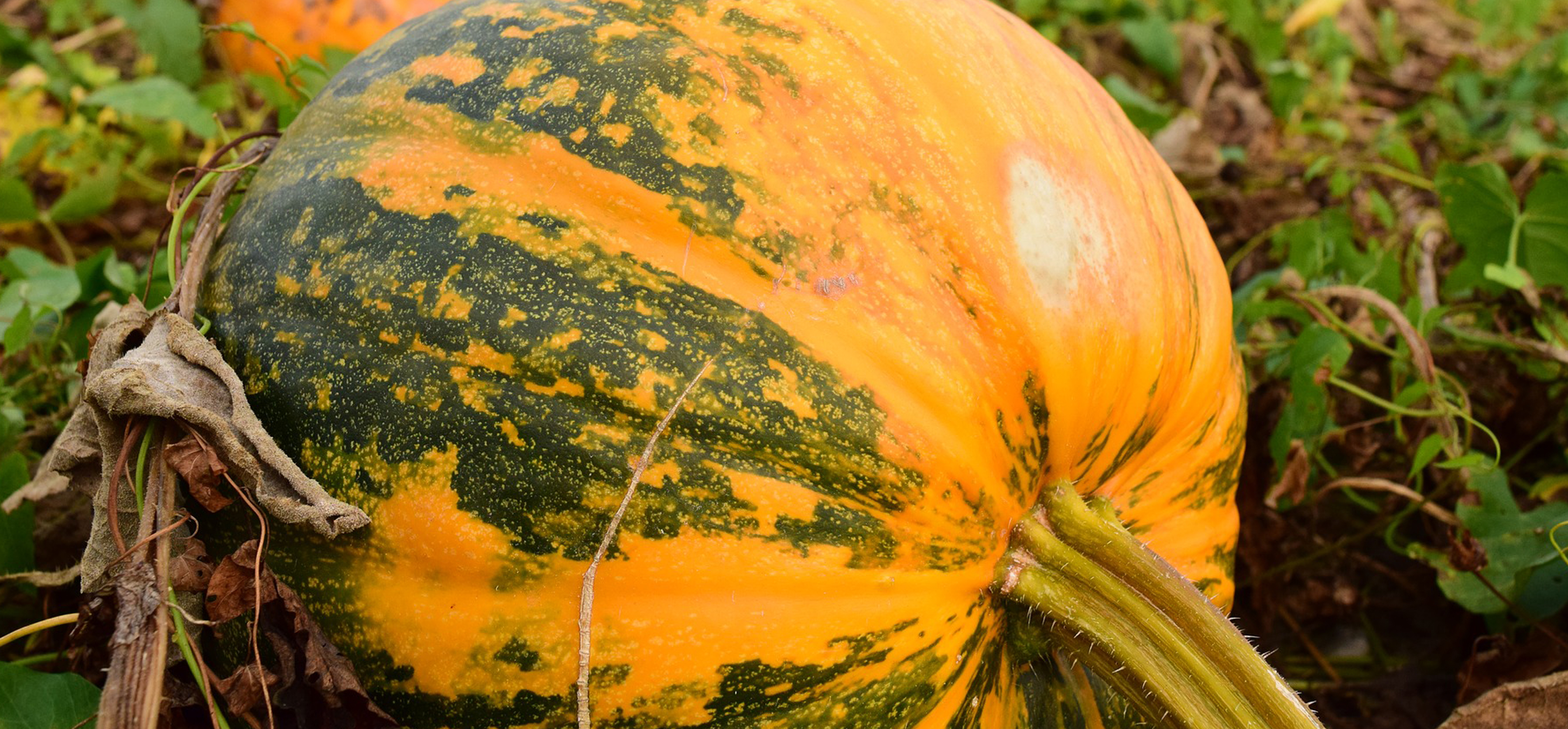 Pumpkins at the garden centre