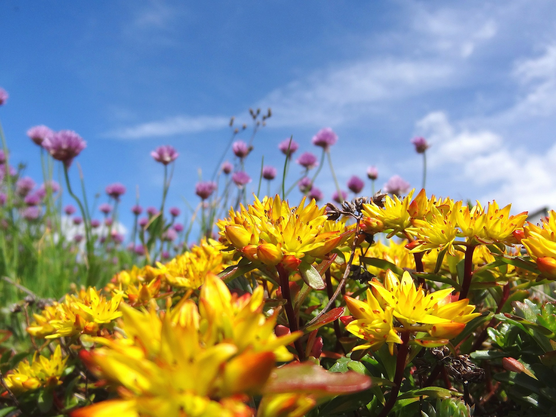 Sedum at the garden centre