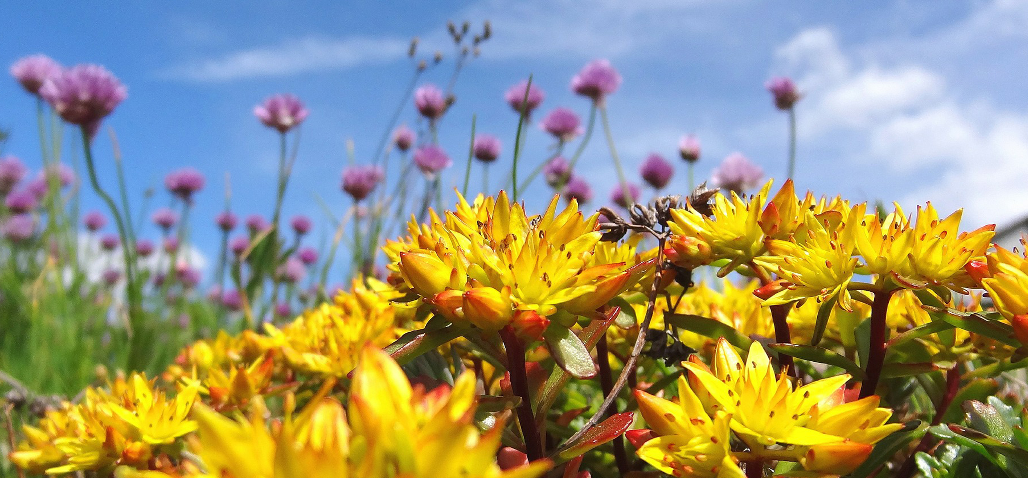 Sedum Flowers at the garden centre