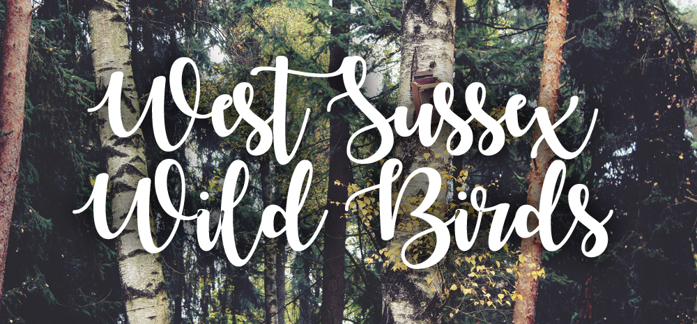West Sussex Wild Birds