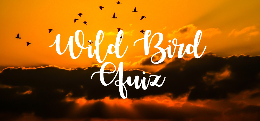 Wild Bird Month – Take the quiz!