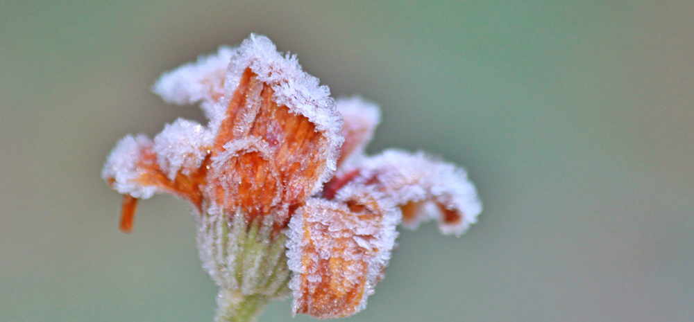 Frosty flower