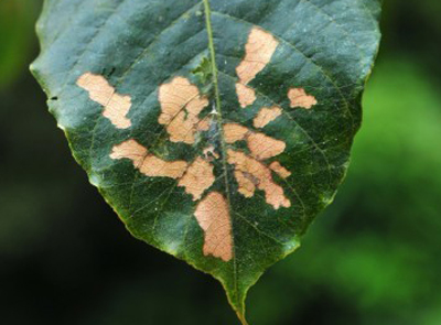 Fungal Leaf Spot