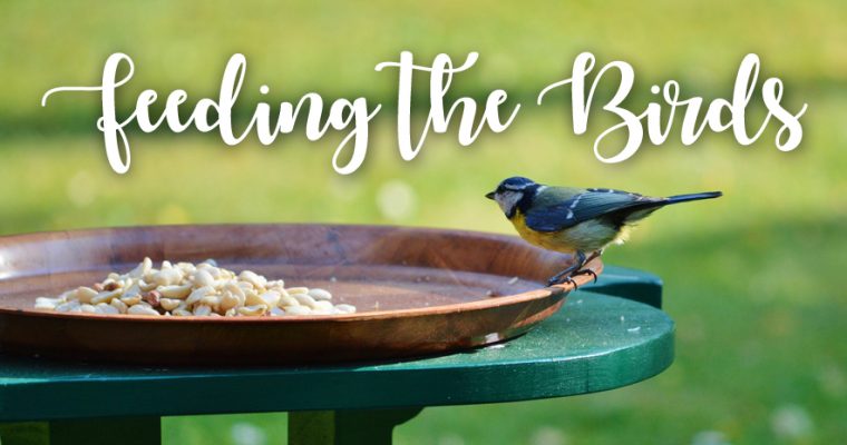 #askUpCountry: What should I feed the birds in my garden?