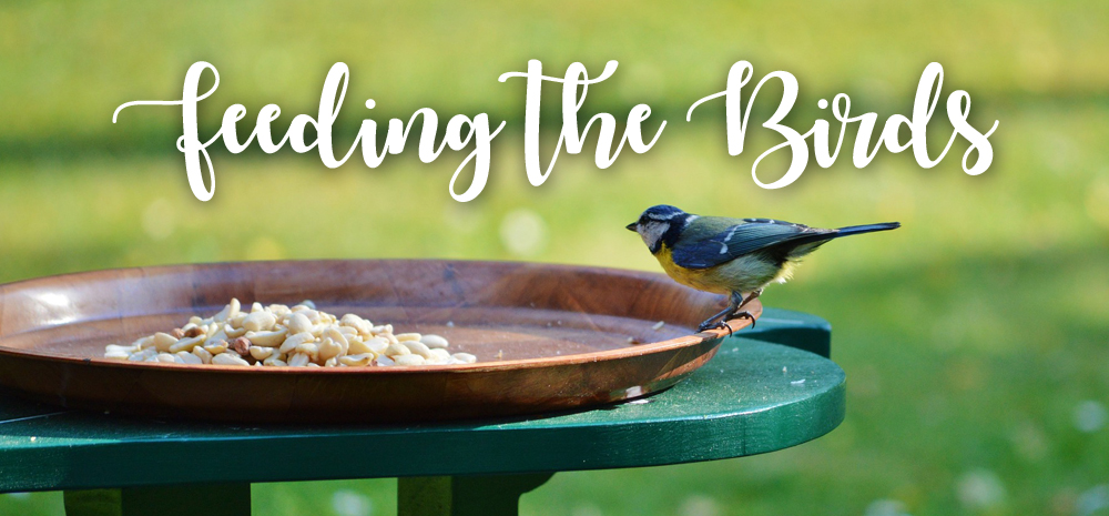 Feeding birds