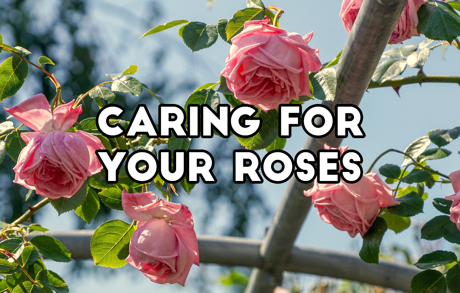 Our guide to keeping your Roses healthy!