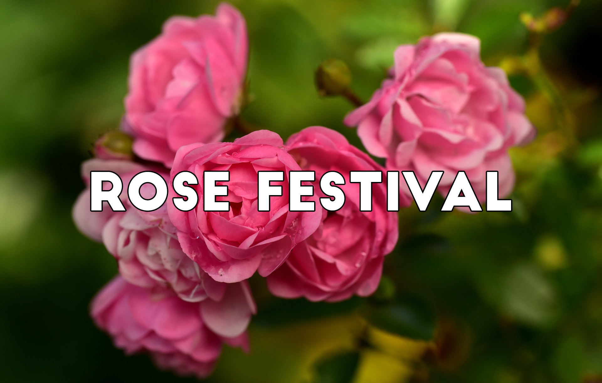 Our Rose Festival is On!