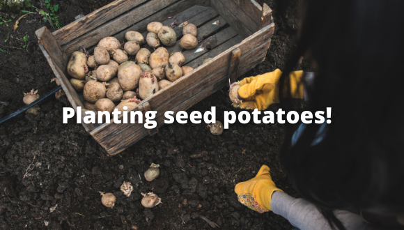 Planting your seed potatoes!