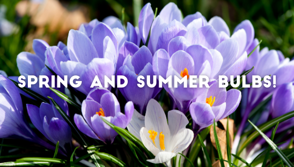 All you need to know on spring and summer bulbs!